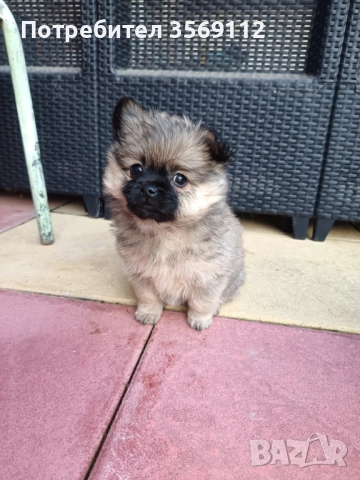 Продавам , снимка 2 - Померан - 52877530