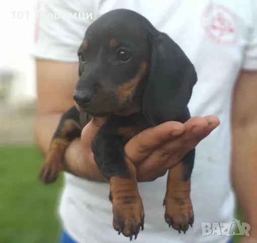 Стандартни Дакели , снимка 3 - Дакели - 47450610