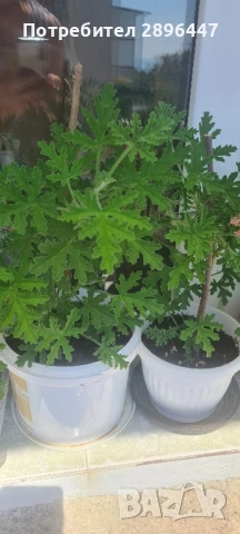 Индрише, много ароматно, разклонено, снимка 2 - Градински цветя и растения - 45320151