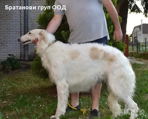 Руска Хрътка Борзой, снимка 4 - Хрътка - 47510307