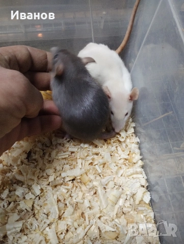 Декоративни плъхчета дъмбо, снимка 8 - Други - 50539813