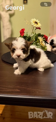 Бивер Йоркширски териер Йорки, снимка 5 - Йоркширски териер - 53422840