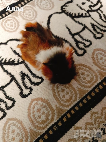 Морски свинчета , снимка 6 - Морски свинчета - 53292750