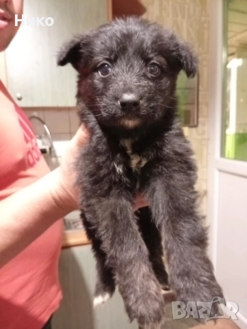 Немски овчарки , снимка 10 - Немска овчарка - 52176583