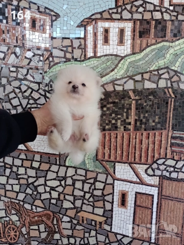 Померани. Реални снимки!, снимка 8 - Померан - 53120044