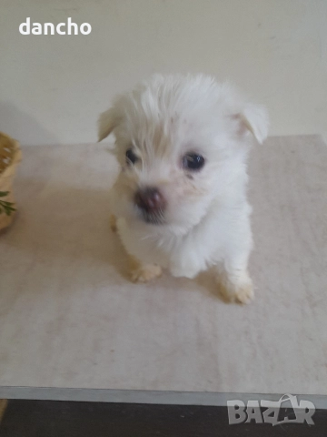 Продавам болонка , снимка 4 - Болонка - 47874174