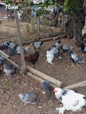 кокошки колумбийска брама 3+1, снимка 5 - Кокошки и пуйки - 47560543