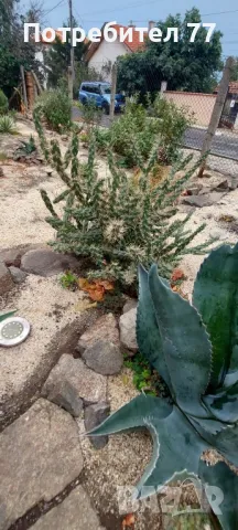 Различни видове студоустойчиви кактуси, снимка 3 - Градински цветя и растения - 48893287