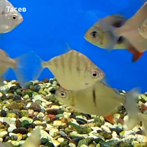 Милеус сетигер 4см