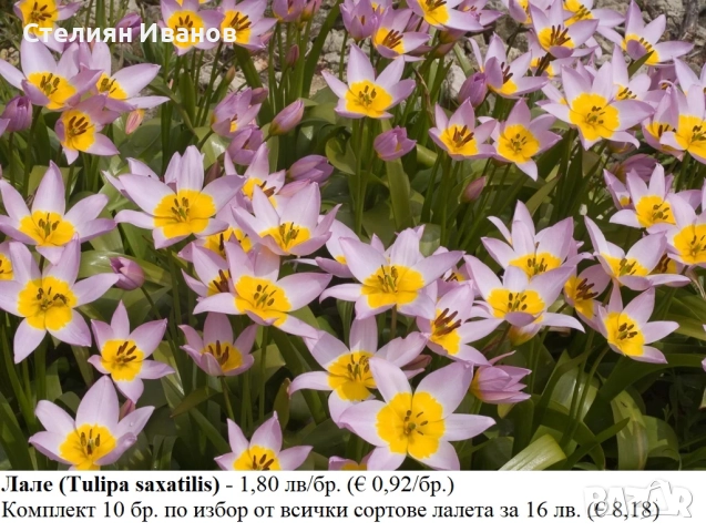 БОТАНИЧЕСКИ ЛАЛЕТА – ЛУКОВИЦИ, снимка 16 - Сортови семена и луковици - 52372825