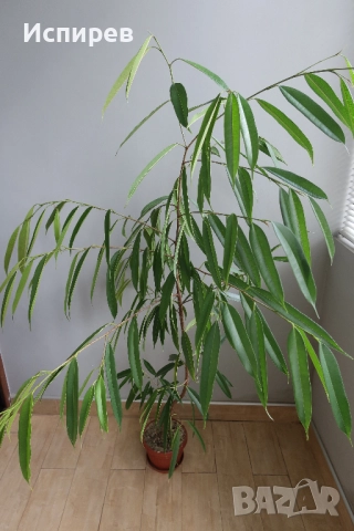 Фикус али, Ficus alii, 3-годишни растения, снимка 5 - Стайни растения - 51544538