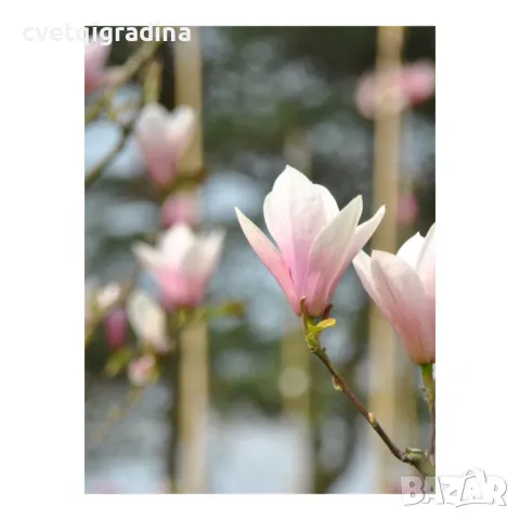 Магнолия Magnolia 'Heaven Scent', снимка 2 - Градински цветя и растения - 49084691