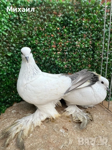 Саксонски Леден, Звезни, Стандарт пощи, снимка 2 - Гълъби - 53406636