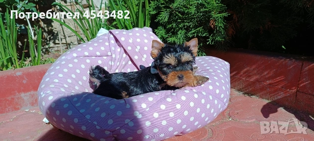 йоркширски териер 