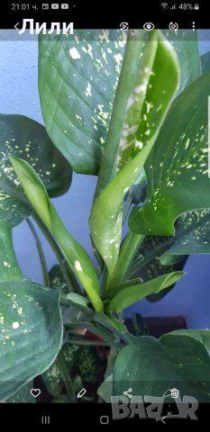 Дифенбахия, снимка 1