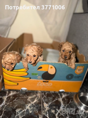 Пудел той, снимка 3 - Пудели - 53498812