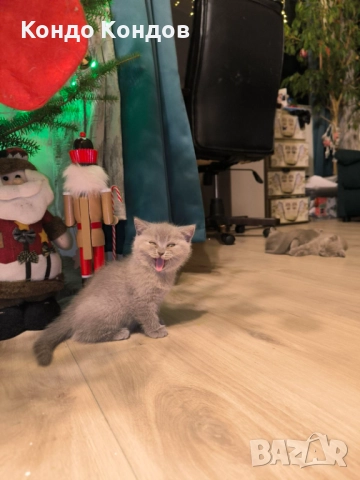 Британски и шотландски котенца, снимка 6 - Британска късокосместа - 52602908