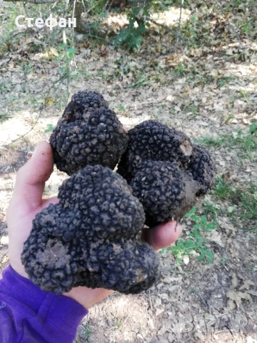 Пресни трюфели за консумация и обучение, снимка 6 - Домашни продукти - 53369312