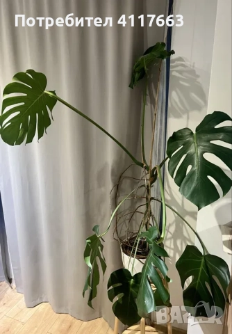 Монстера Делициоза, снимка 3 - Стайни растения - 52372919