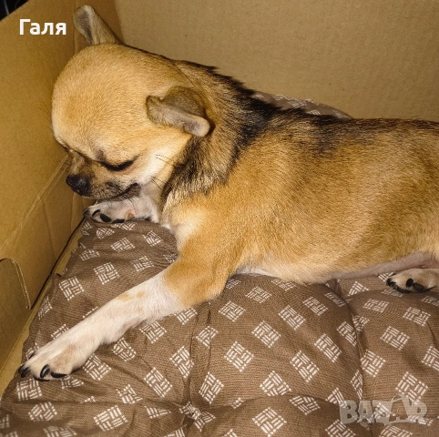 мини чихуахуа , снимка 3 - Чихуахуа - 53490172