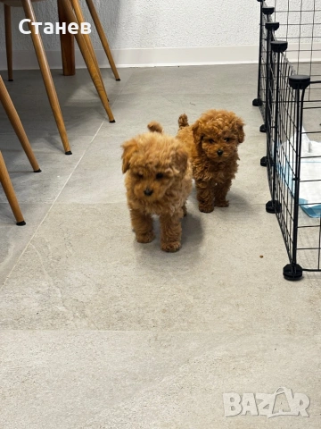 Мини Той Пудел / Mini Toy Poodle, снимка 9 - Пудели - 53305362
