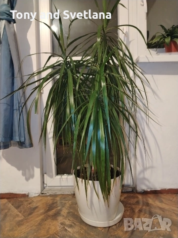 Драцена Маргината 