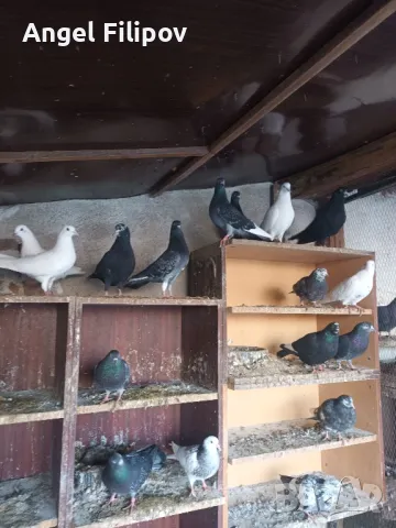 пазарджишки високолетци , снимка 14 - Гълъби - 46485896