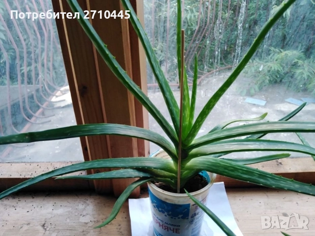 ЛЕЧЕБНО АЛОЕ ВЕРА и Дървовидно алое, снимка 6 - Стайни растения - 30210195