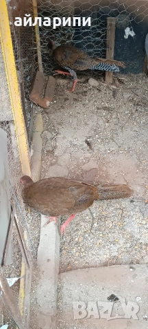 Фазани Сребърни , снимка 3 - други­ - 52045248