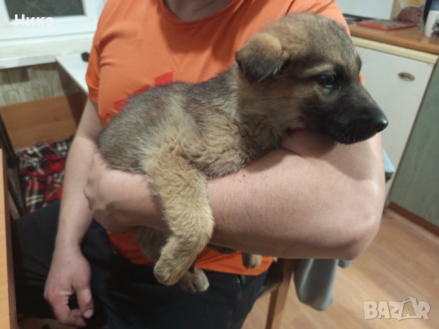 Женска немска овчарка