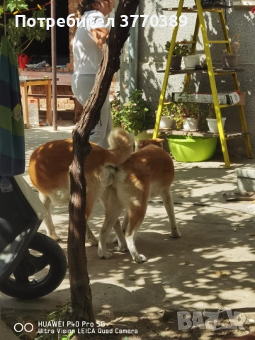 Акита Ину, снимка 3 - Акита - 52914413