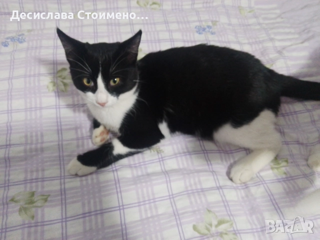 Подарявам котки, снимка 3 - Други - 52214937