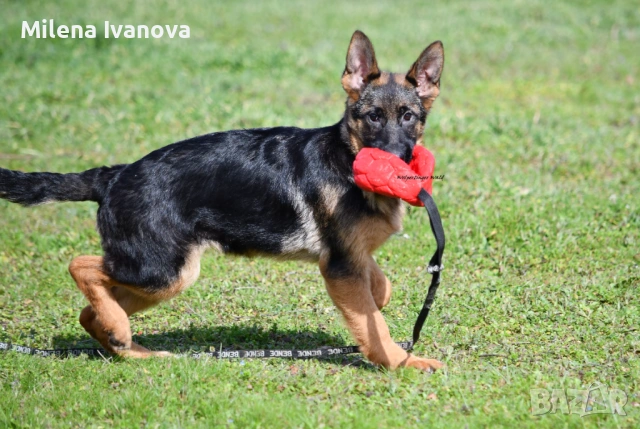 Немски овчарки с родословие 