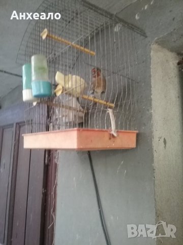 Продавам певчески канари, снимка 4 - Канари - 26796085