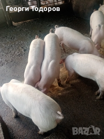 Малки прасенца , снимка 3 - Прасета - 52496583
