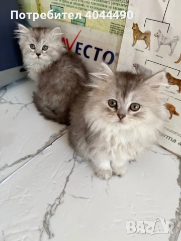 Британска дългокосместа сребърна чинчила, снимка 2 - Чинчили - 50918521