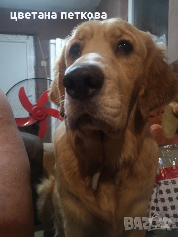 Голдън ретривър , снимка 2 - Голдън ретривър - 53220324