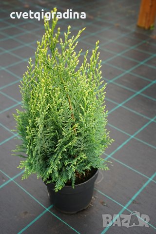 Chamaecyparis ‘White spot’