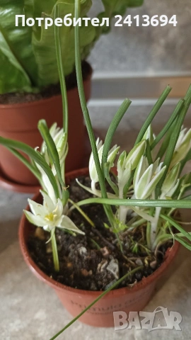 асплениум + 2бр орнитогалум (Гарванов лук), снимка 3 - Градински цветя и растения - 53384566