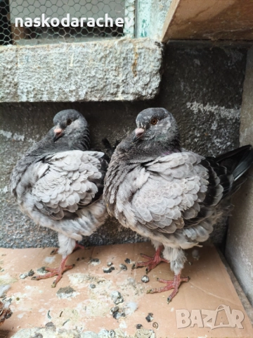 Гълъби порода Америка Кинг, Кингове, снимка 2 - Гълъби - 52411130