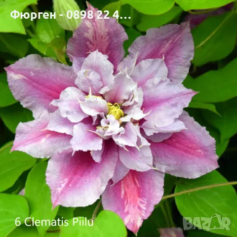 Клематис налични 28 вида, снимка 6 - Разсади - 48740880