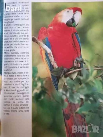 La mia prima enciclopedia degli Animali, снимка 2 - Енциклопедии, справочници - 39694471