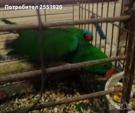 Папагал Еклектус, снимка 1