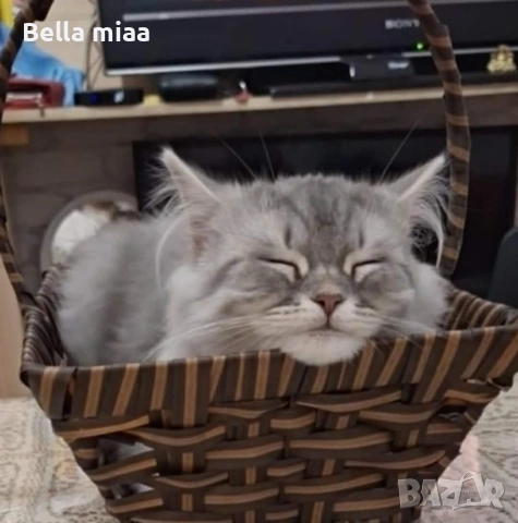 британчета мъжки родени на 30:08, снимка 3 - Британска късокосместа - 53060454