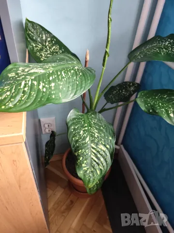 Продавам саксия с декоративно растение Дифенбахия., снимка 8 - Стайни растения - 25209673
