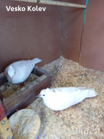 Смеещи гугутки скумриики, снимка 3 - Гълъби - 53393662