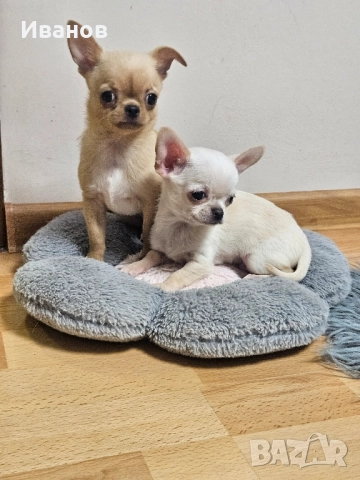 Мини бебе момчета , снимка 2 - Чихуахуа - 52394701