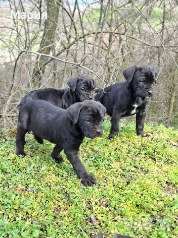 Кане Корсо- Италиано, снимка 2 - Кане корсо - 53401347