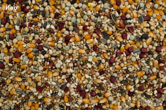 Racing Special FARMA , снимка 2 - Гълъби - 43990993