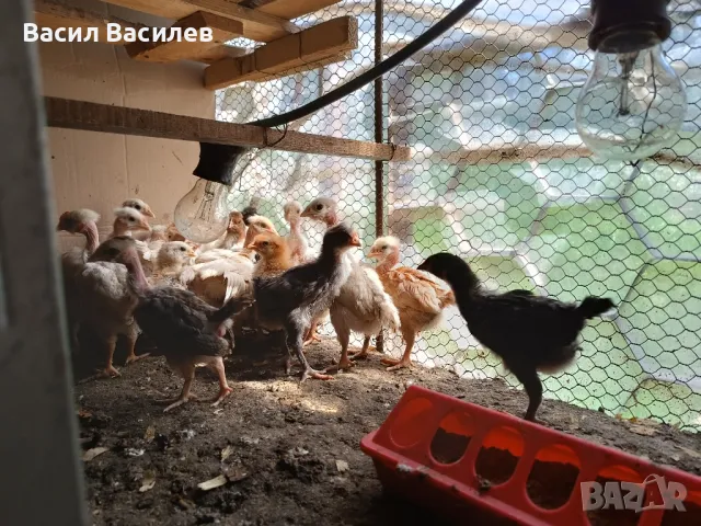 Продавам пилета , снимка 4 - Кокошки и пуйки - 49970642